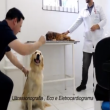 VÍDEO BREAKING NEWS: Clínica Veterinária Unifacvest - 29 | MAR - Agendamentos pelo telefone (49) 3018 - 7812