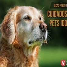 CUIDADOS COM PETS IDOSOS | DICAS PARA O SEU PET