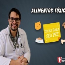 ALIMENTOS TÓXICOS | DICAS PARA SEU PET